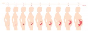 fetal-development-01